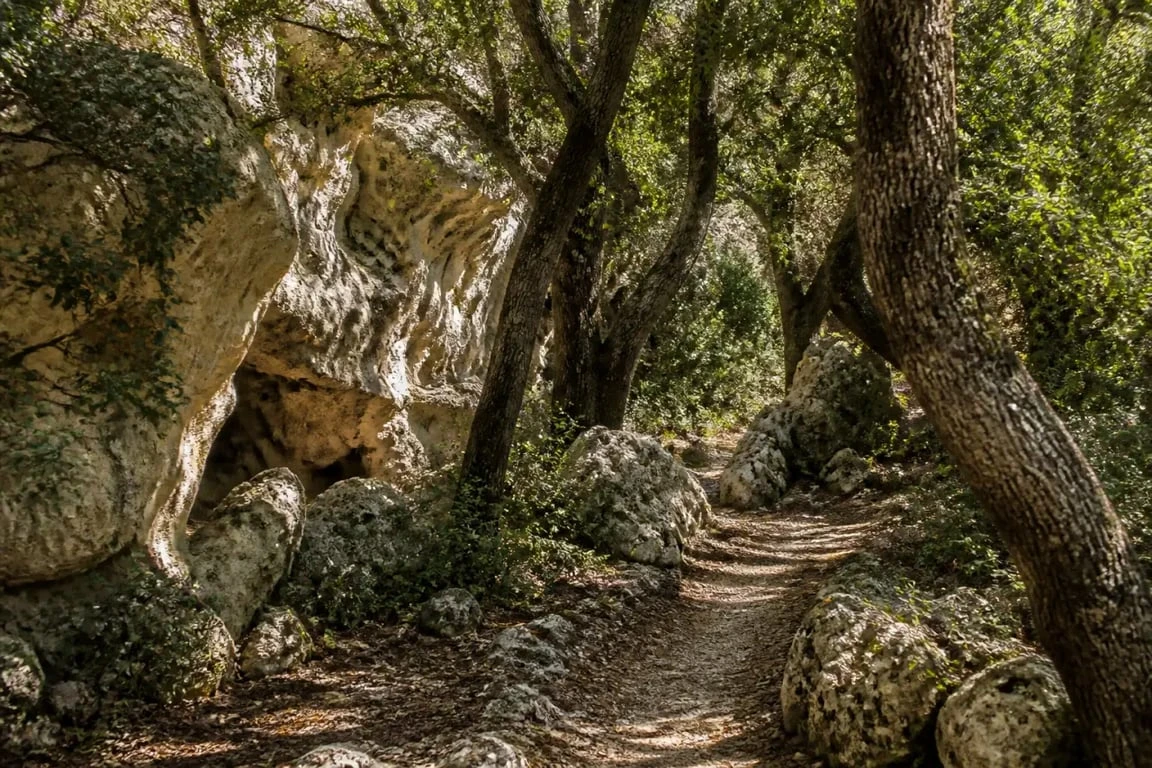 Que visiter aux Vans en Ardèche : le bois de Païolive entre chênes et rochers
